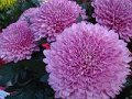 Chrysanthemum　Sweet Heart